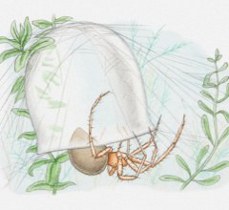 A water spider resting inside its completed underwater diving bell