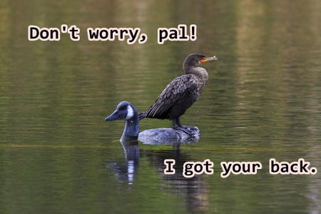 Watchful ducks