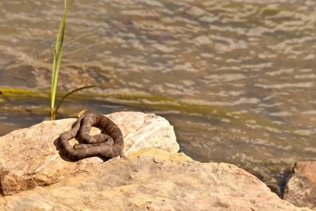 Copperhead snake basking in sunlight on rocks