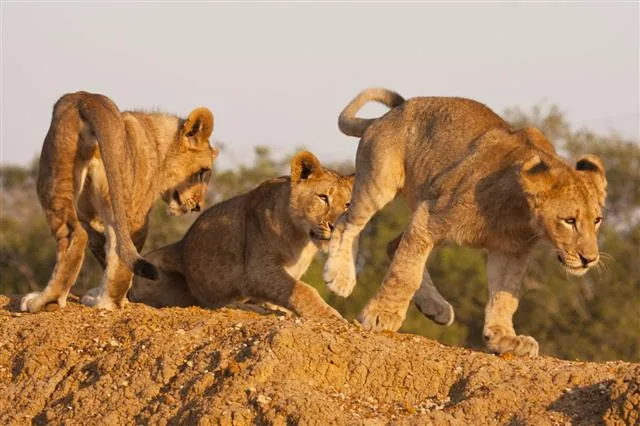 Three young lion cubs at play, rolling and wrestling on the grass
