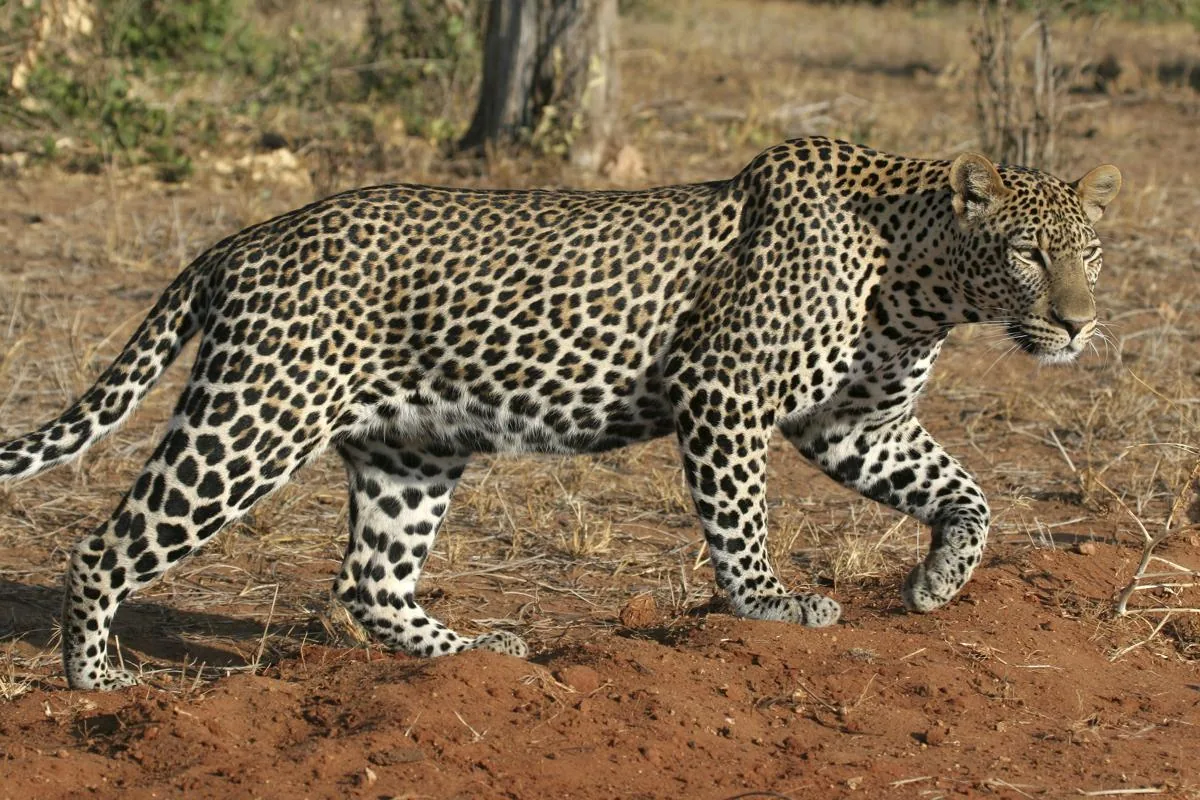 A leopard on the move, showing its muscular build and rosette-patterned coat