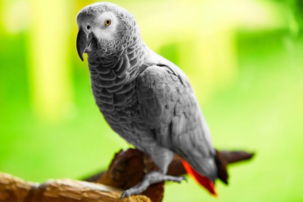 An African Gray parrot with its distinctive gray feathers and red tail, native to West and Central African rainforests