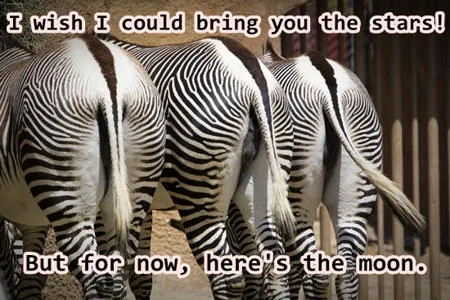 Cheeky zebras