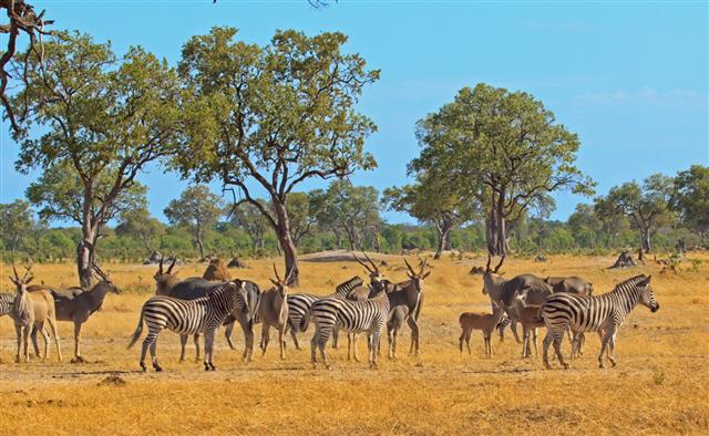 Zebras in open plains landscape