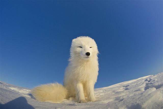 Arctic fox alert on a tundra rise, watching for danger