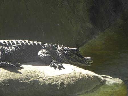 An alligator basking in bright sunlight on a riverbank