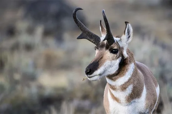 Pronghorn, the American antelope of open plains
