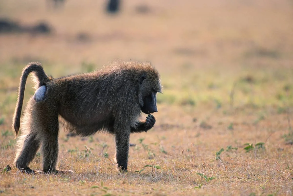 Anubis baboon in the mountainous regions of the Sahara