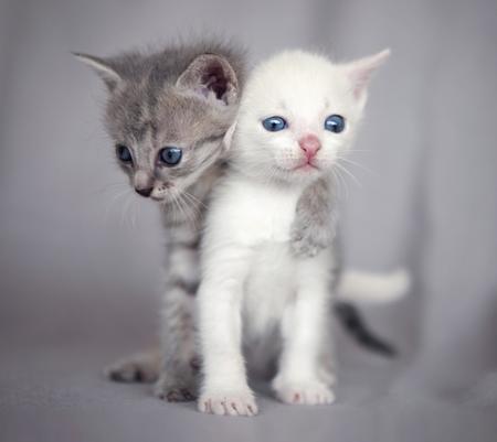Sweet cats hugging