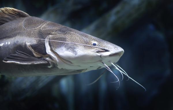 A red-tail catfish swimming in a river