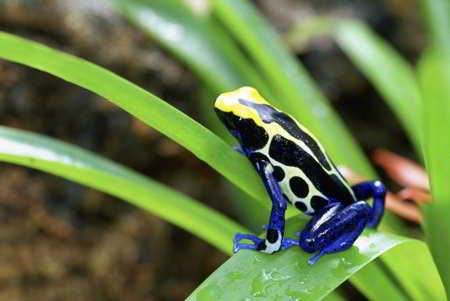 Dyeing Dart Frog, a blue-colored animal