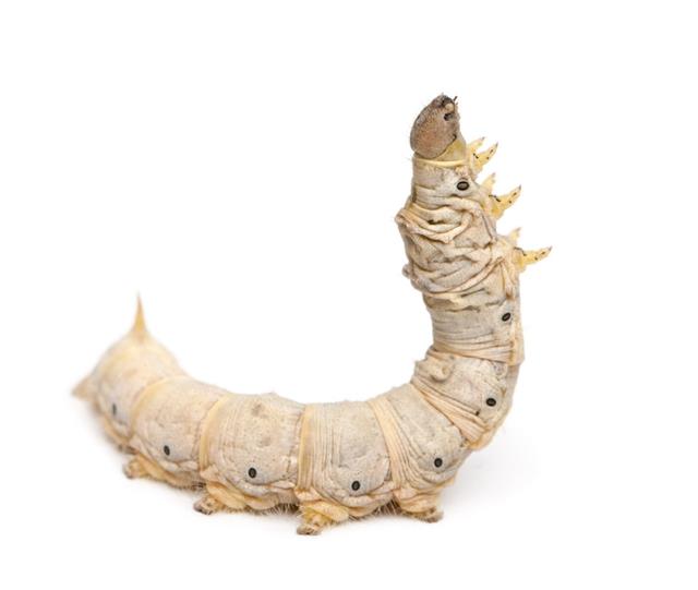 Silkworm larvae (Bombyx mori) clustered on mulberry leaves