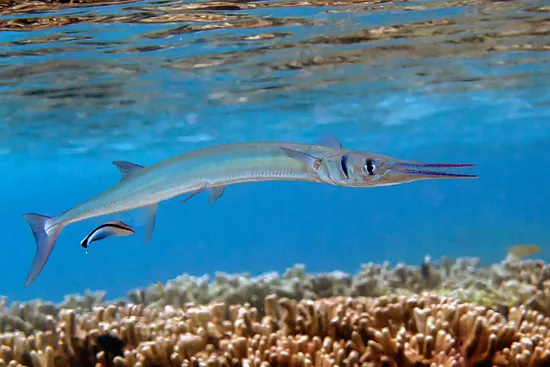 Needlefish swimming over a reef