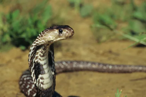 Indian Cobra