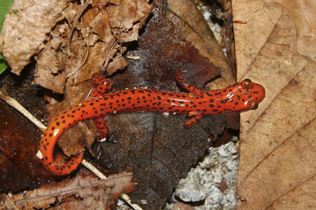 Cave Salamander