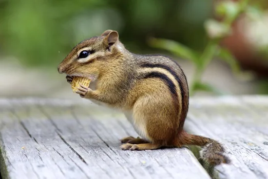 Chipmunk