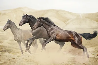 Arabian horse with a flowing mane
