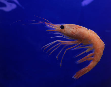 A school of shrimp swimming together in clear ocean water