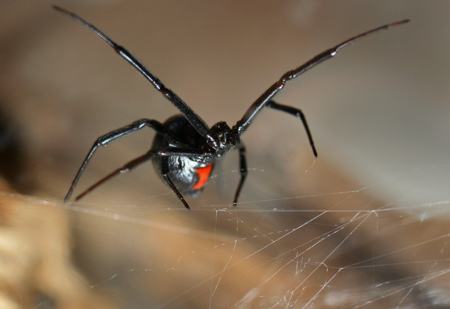 Black widow spider showing distinctive red hourglass marking on abdomen