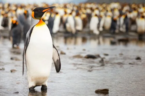 King penguin standing on Antarctic ice