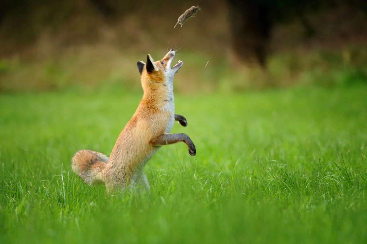 A red fox in mid-leap, performing its famous mousing leap to catch prey
