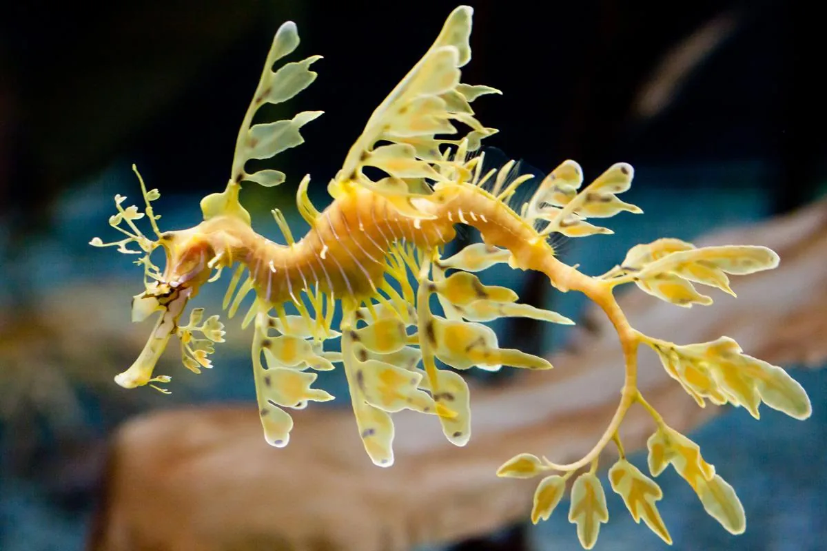 Leafy sea dragon fish showing its transparent fins and leafy appendages