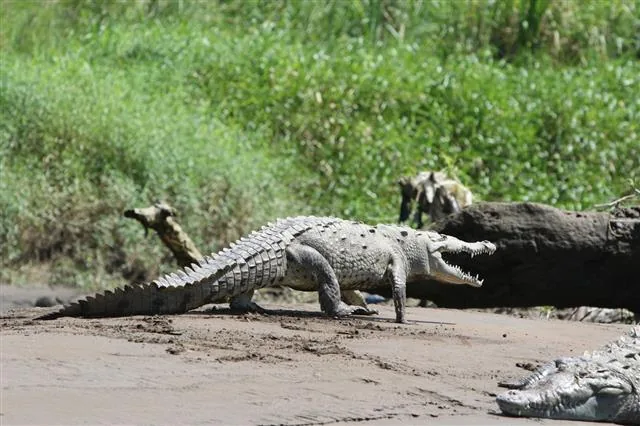 Crocodile walking along the Tarcoles River