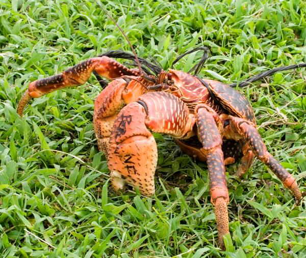 A coconut crab showing its characteristic blue-purple coloring and armored body