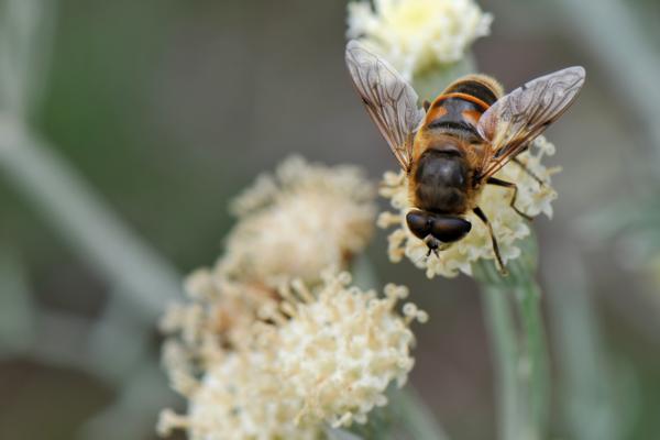 A bumble bee covered in pollen, feeding on a yellow flower