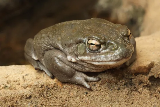 Mexican Burrowing Toad