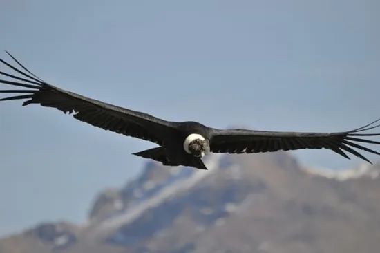 Andean condor in flight