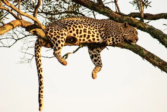 Leopard