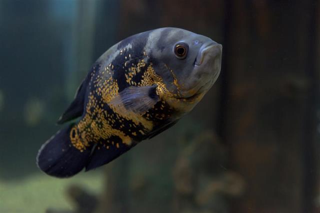 Astronotus Brindle Oscar
