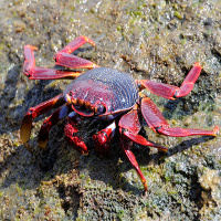 A crab on a rock, typical cuttlefish prey