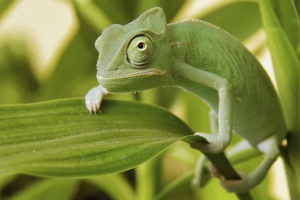 A Yemen chameleon on a branch, eyes rotating in opposite directions