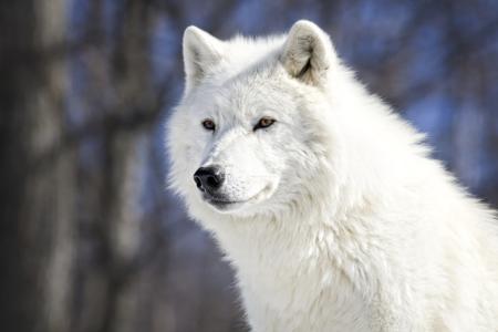 An arctic wolf with thick white fur standing in a snowy landscape