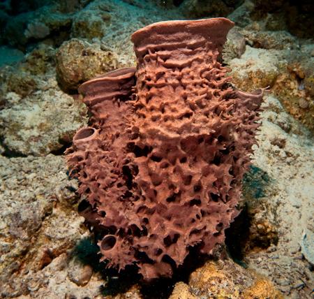 Prickly tube sponge