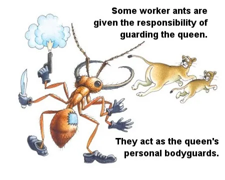 Worker ants forming a protective wall around the queen ant
