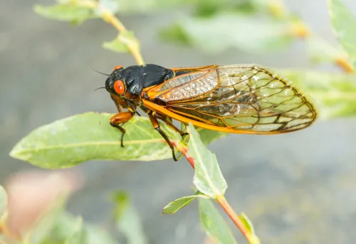 Eastern cicada on a twig