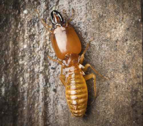 Termite on a piece of wood