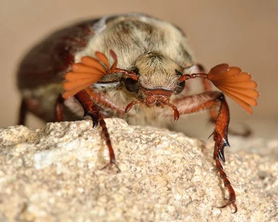 Cockchafer beetle