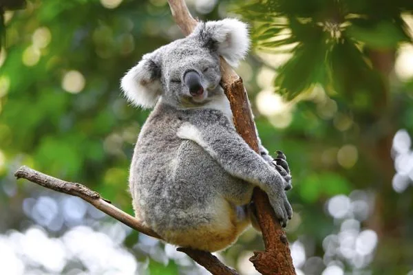 Sleeping koala