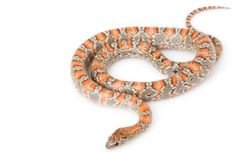 Kingsnake color morph, a nonvenomous snake