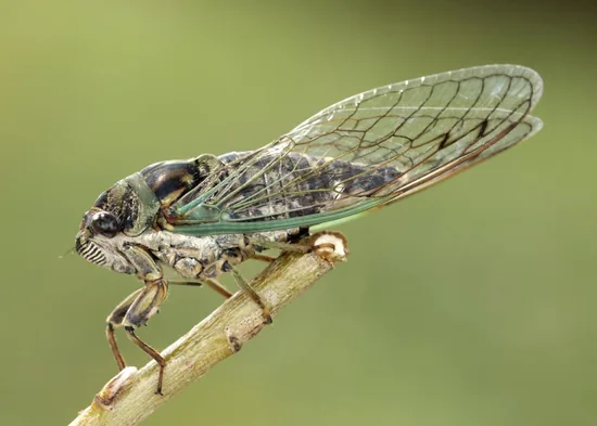 Cicada insect