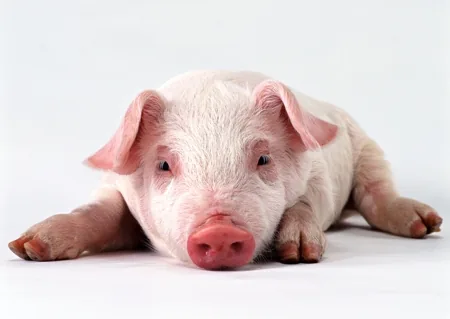 A pig exploring food with its sensitive snout, using both taste and smell to evaluate what it eats