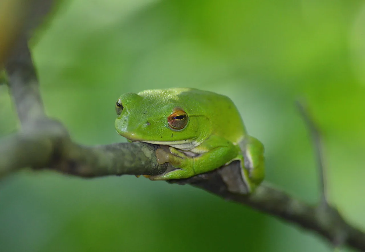 Rhacophorus arboreus - gliding frog