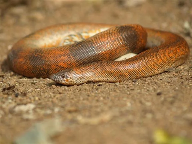 Red sand boa, a compact burrowing snake from South Asia