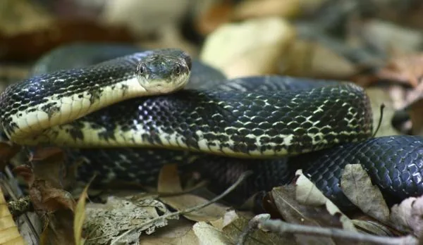 Black Rat Snake, a nonvenomous snake
