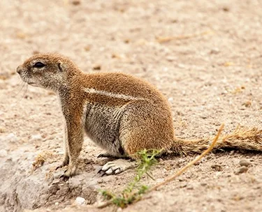 African ground squirrel standing in the sand