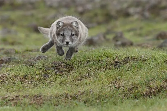 A young arctic fox cub